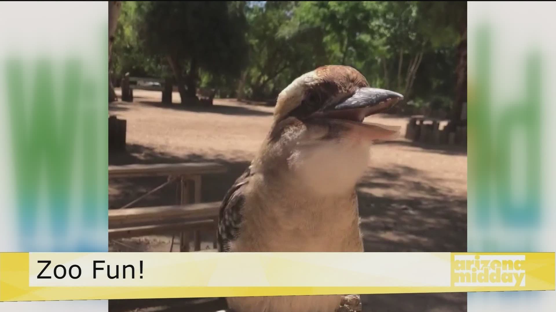 Kristy Morcom with Wildlife World Zoo let's us hear the kookaburra's laugh and learn some cool facts