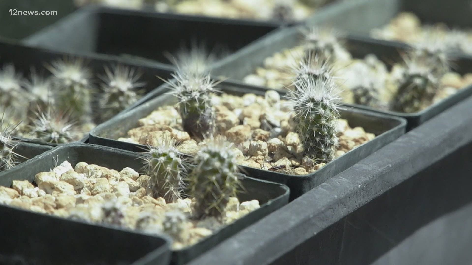 The Arizona Department of Transportation teamed up with Desert Botanical Garden to save an endangered species of cactus that's getting removed for a new bridge.