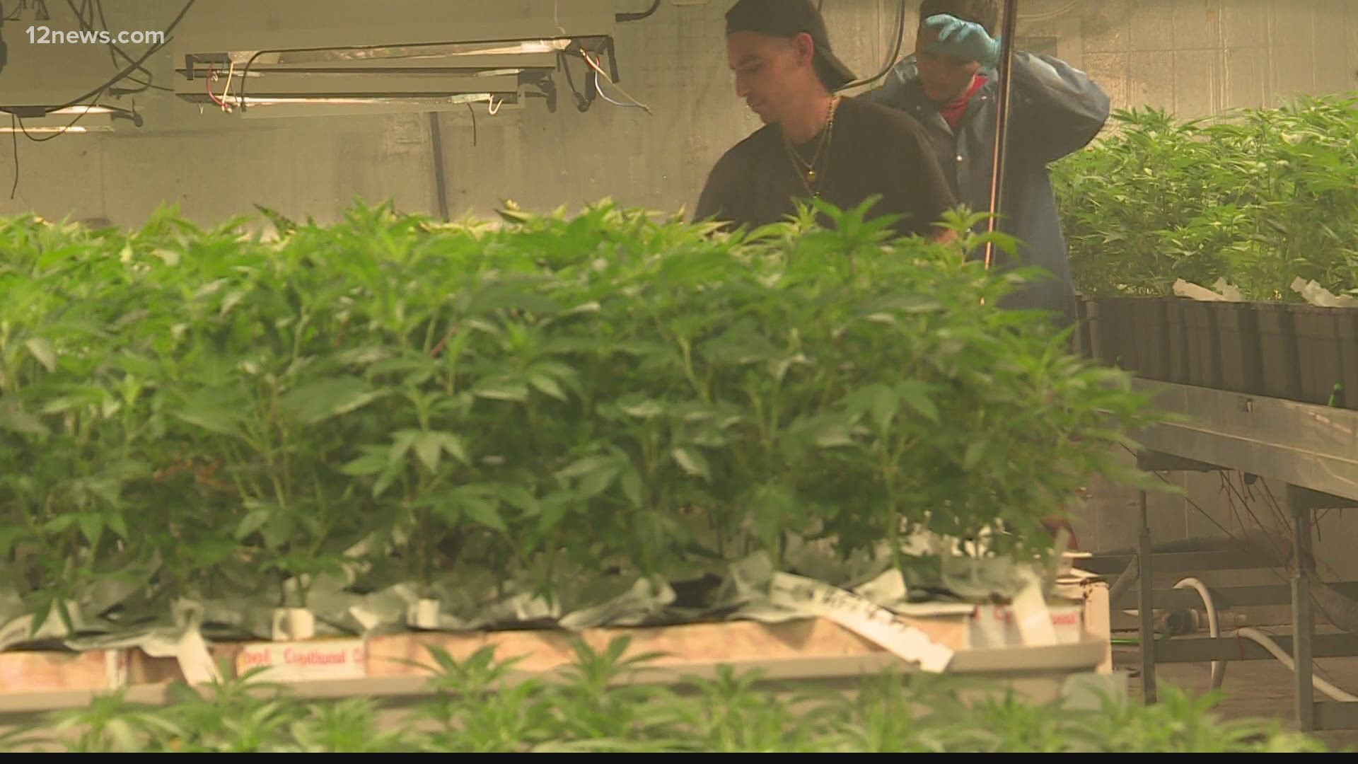 Arizonans can now clear a minor marijuana charge from their record starting July 12. Trisha Hendricks has the details.
