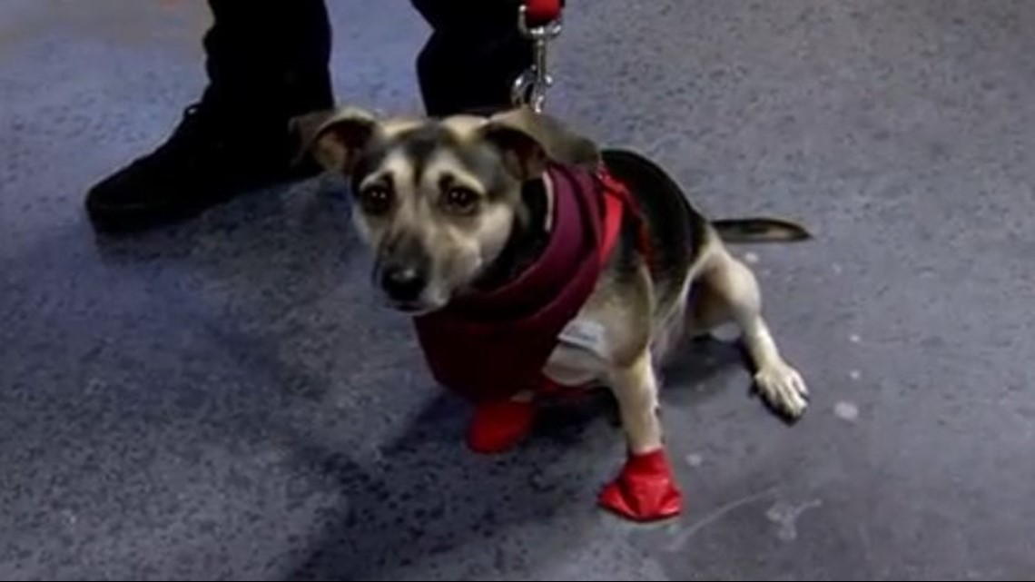 larry fitzgerald dog jersey