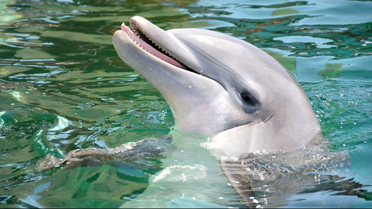 Lab report finds dolphin died of bacterial infection, Dolphinaris says ...