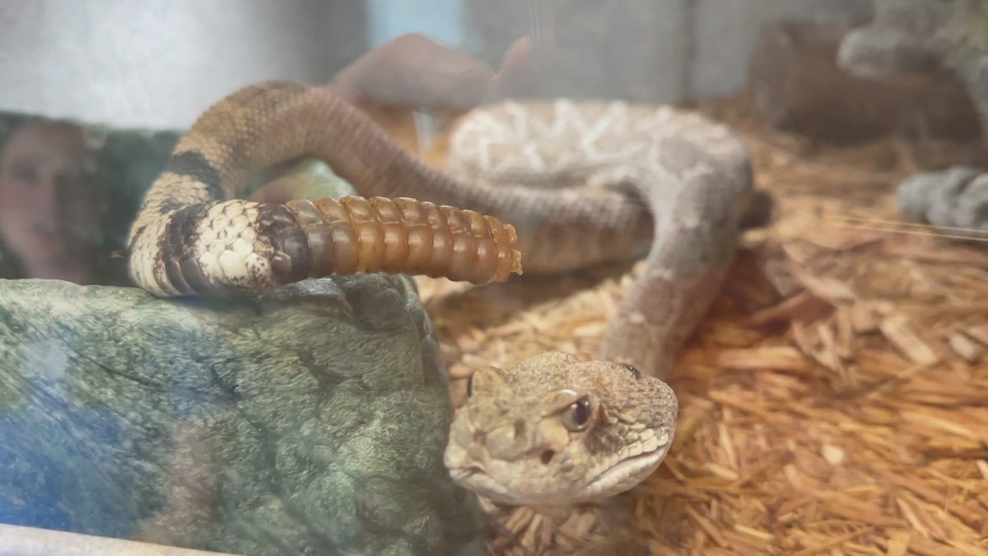 SNAKE SEASON is here and here's how to keep your home safe