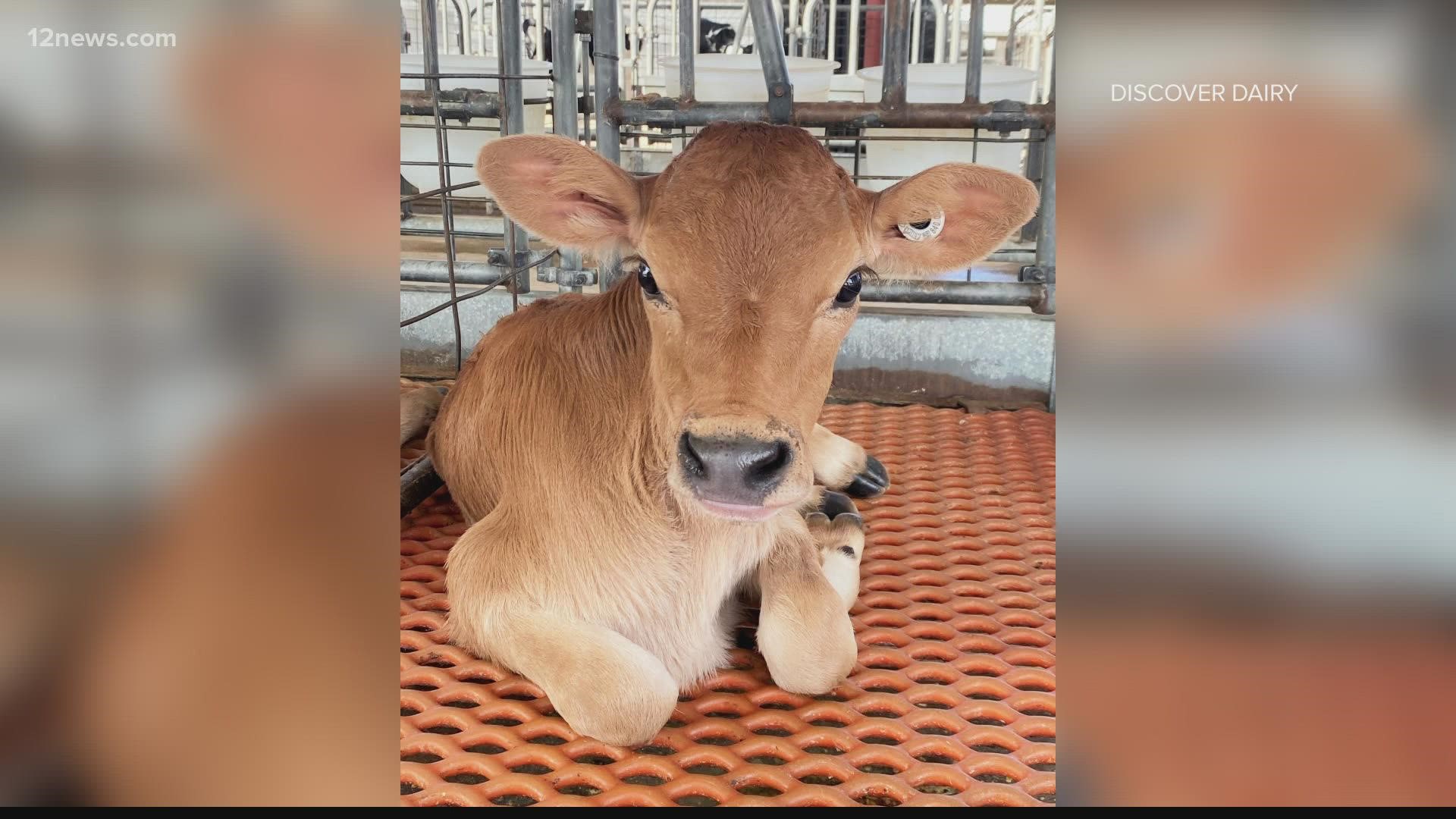 We adopted the cow back in September when she was first born through Stotz Farms's educational program. Here is her first update!
