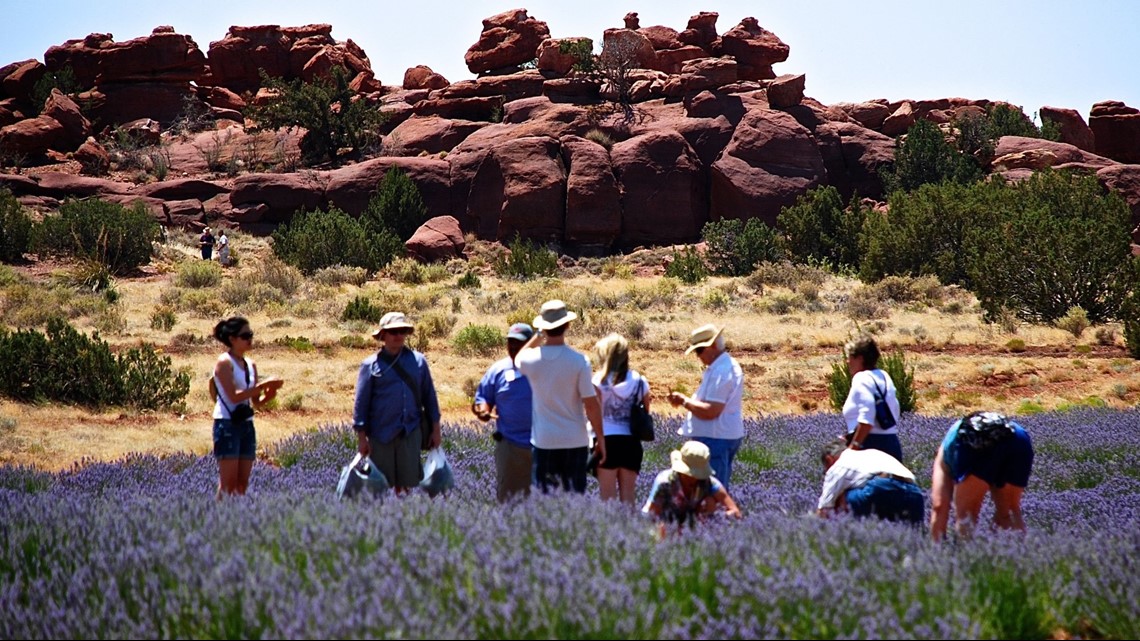 Here's your chance to see Arizona's Lavender Festival
