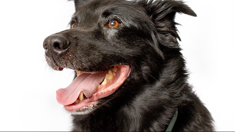 Is the 'Black Dog Syndrome' real?