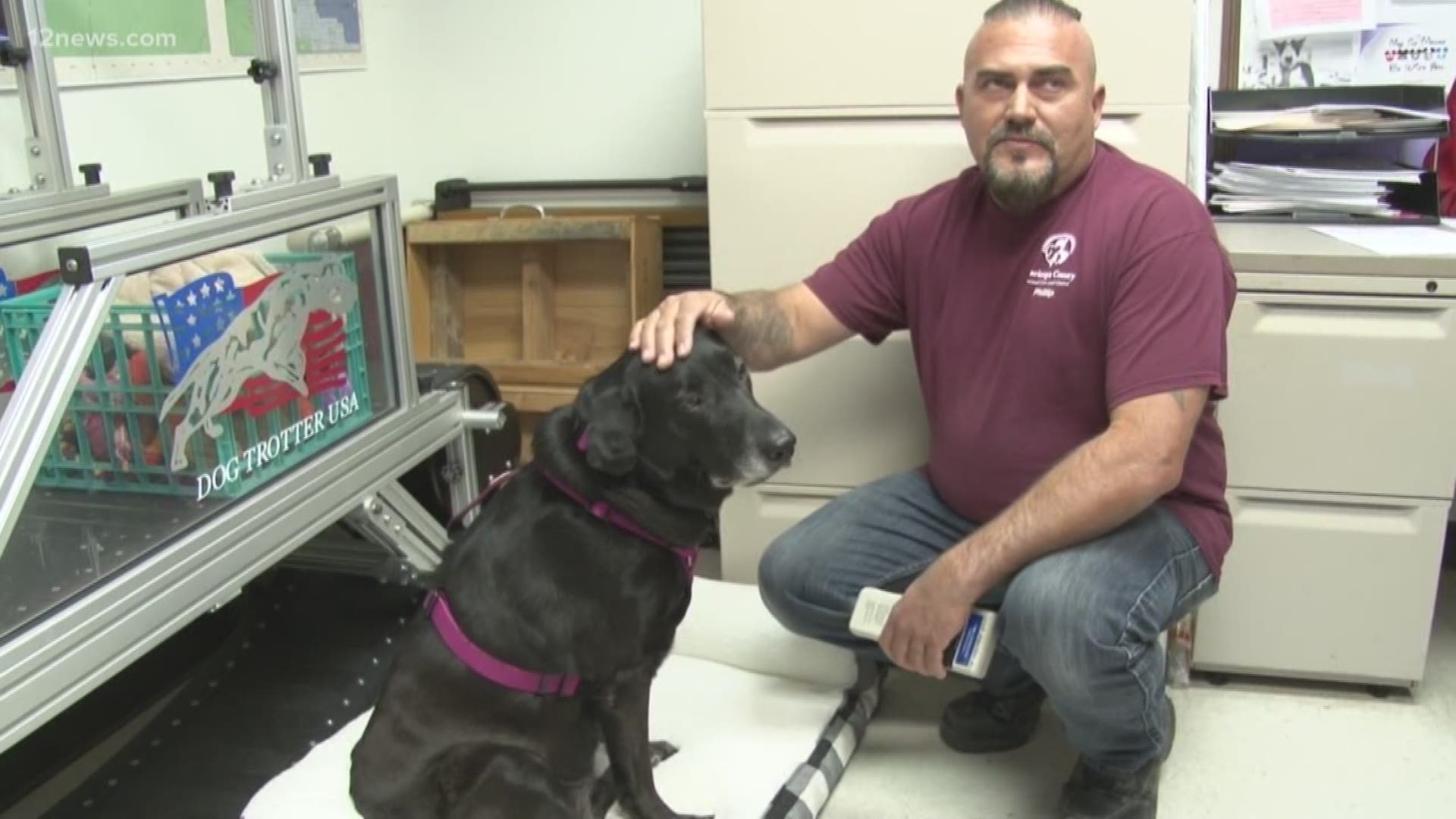 Chanel, the black lab, has been missing since 2013. Her owners thought she was gone forever when her family got a call that she had been found after five years of being gone. Her microchip is what eventually led to her being reunited with her family.