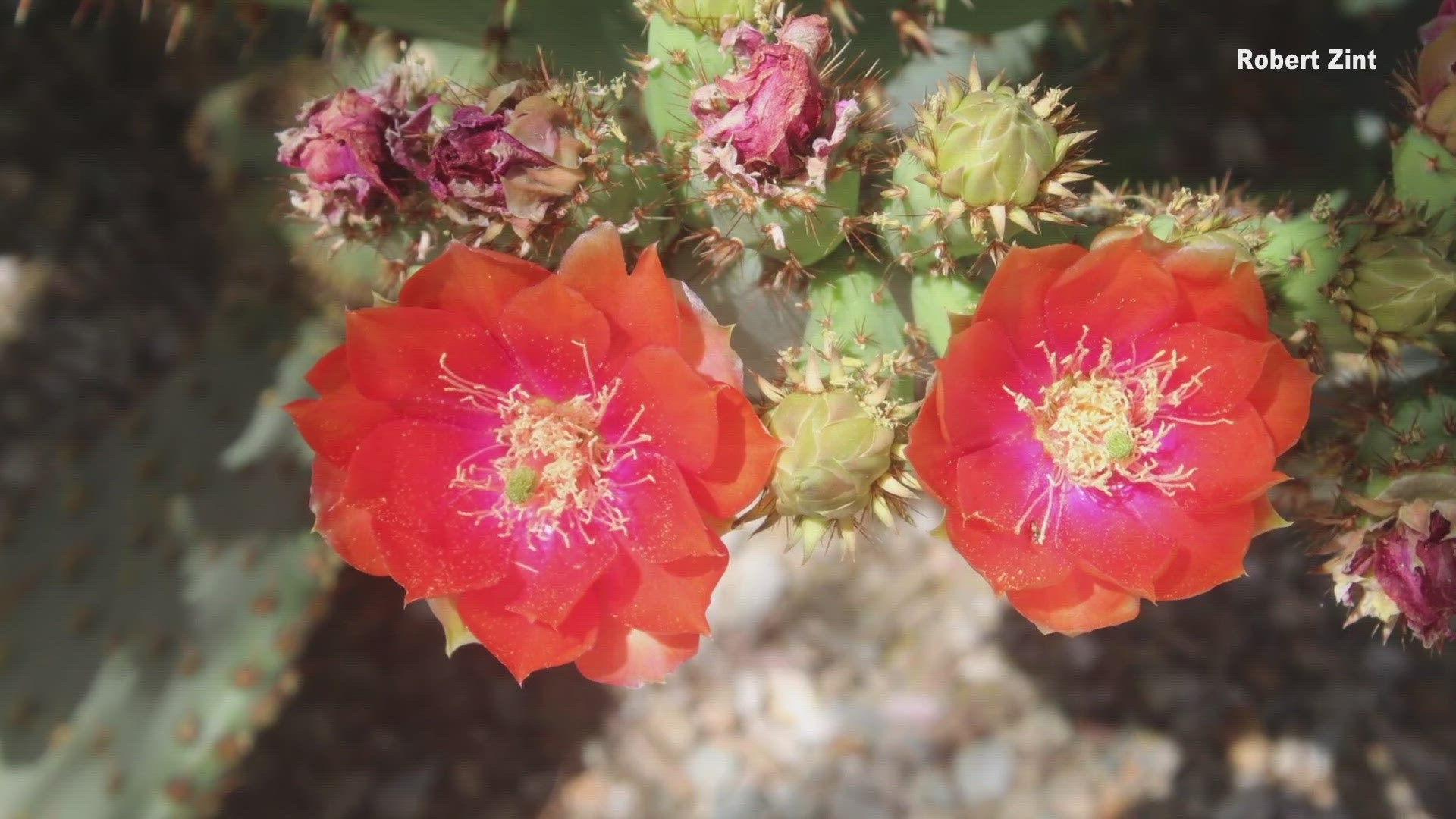 As we're heading into the summer months, you'll notice that some desert plants are no longer blooming, while others are just getting started.