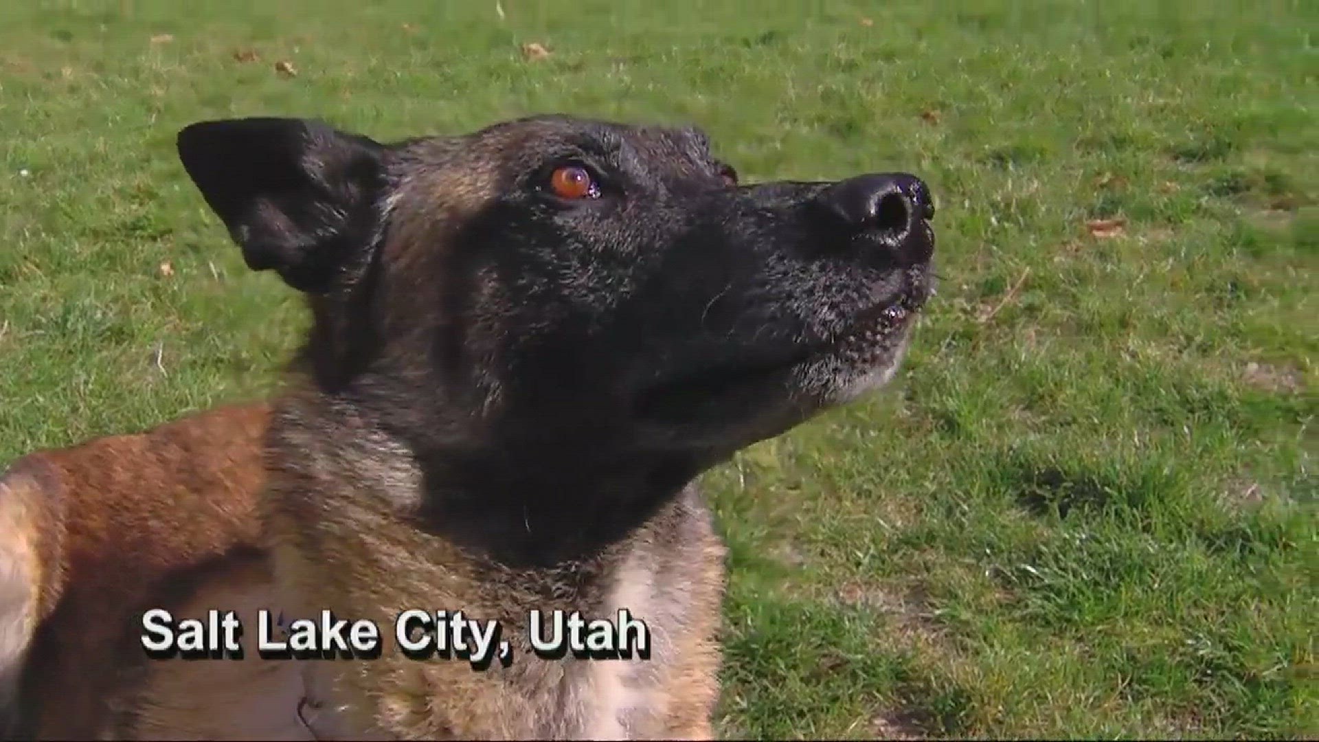Decades before highly trained K9s arrived on the scene, the Salt Lake City Police Department boasted a different kind of police dog, and he remained a presence long after his death.