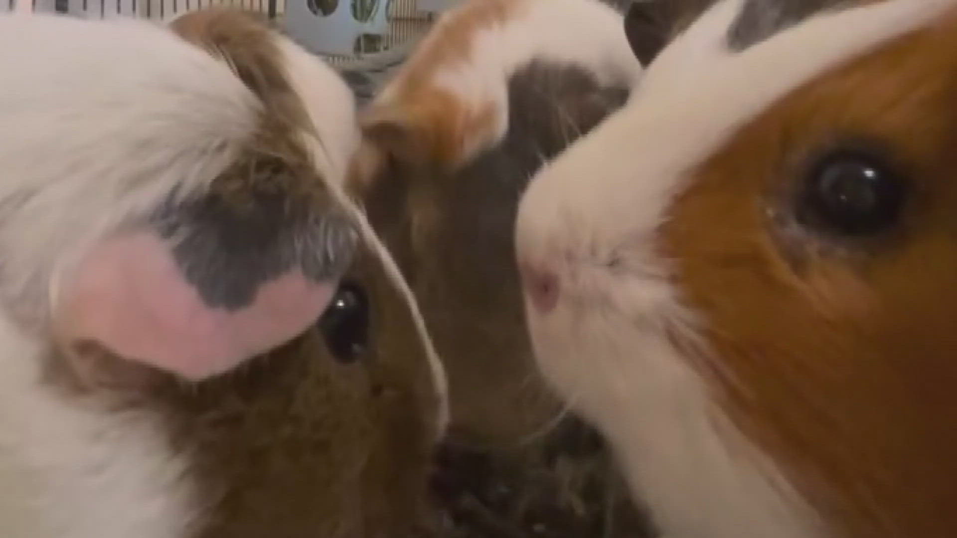 Around 30 guinea pigs were stolen this week from an animal sanctuary in Arizona. 