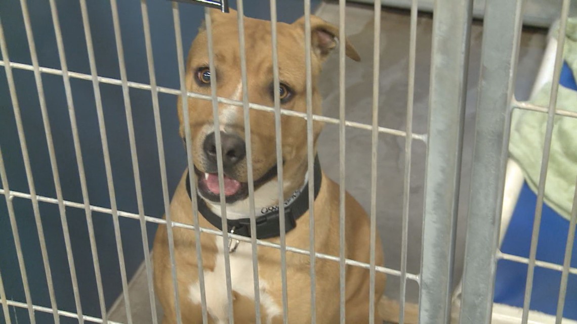 Maricopa County animal shelters out of kennel space | 12news.com