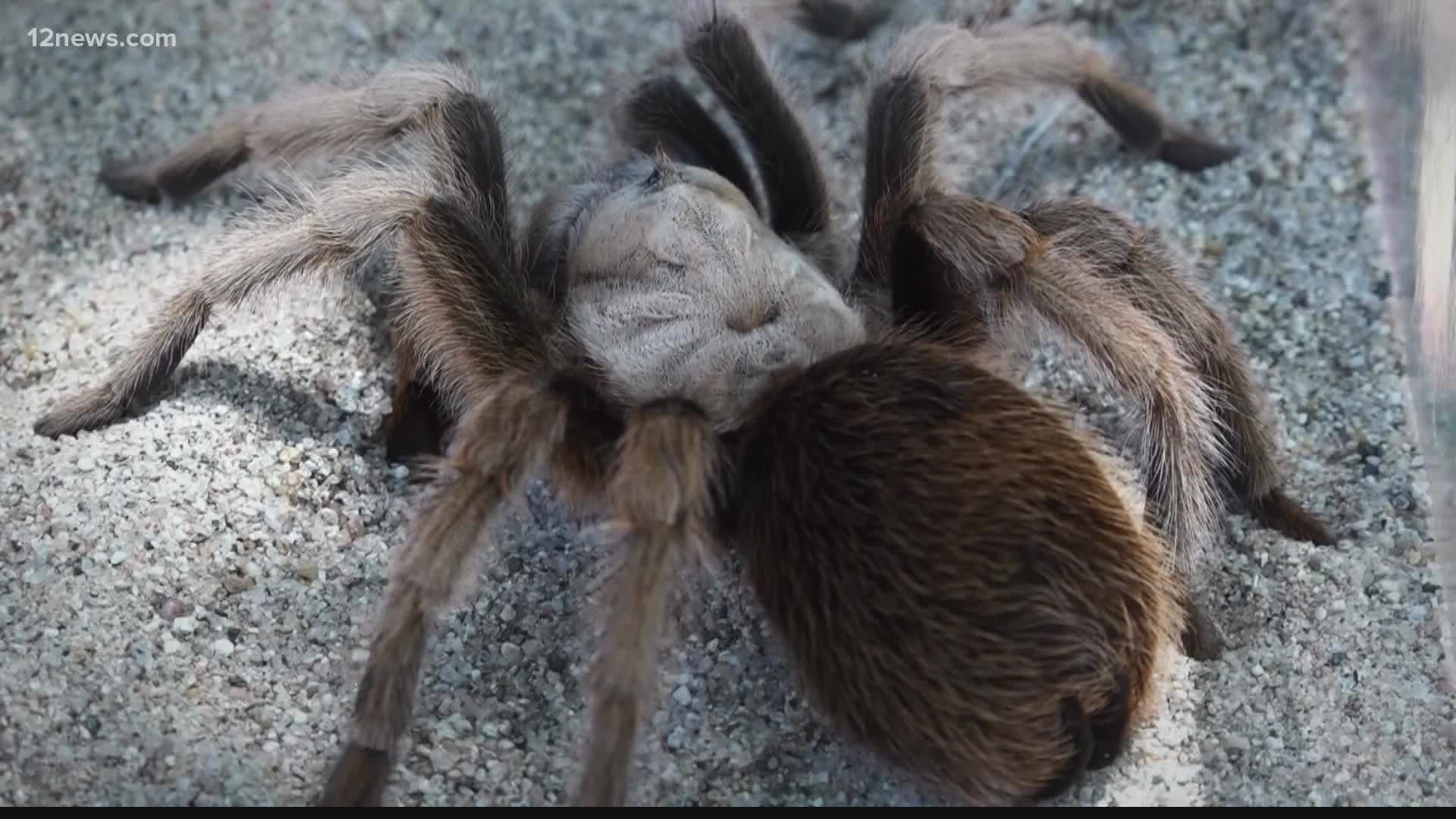 Spiders aren't very popular, especially when they're the size of your hand. But it's tarantula season which means they'll be seen more in the Valley.