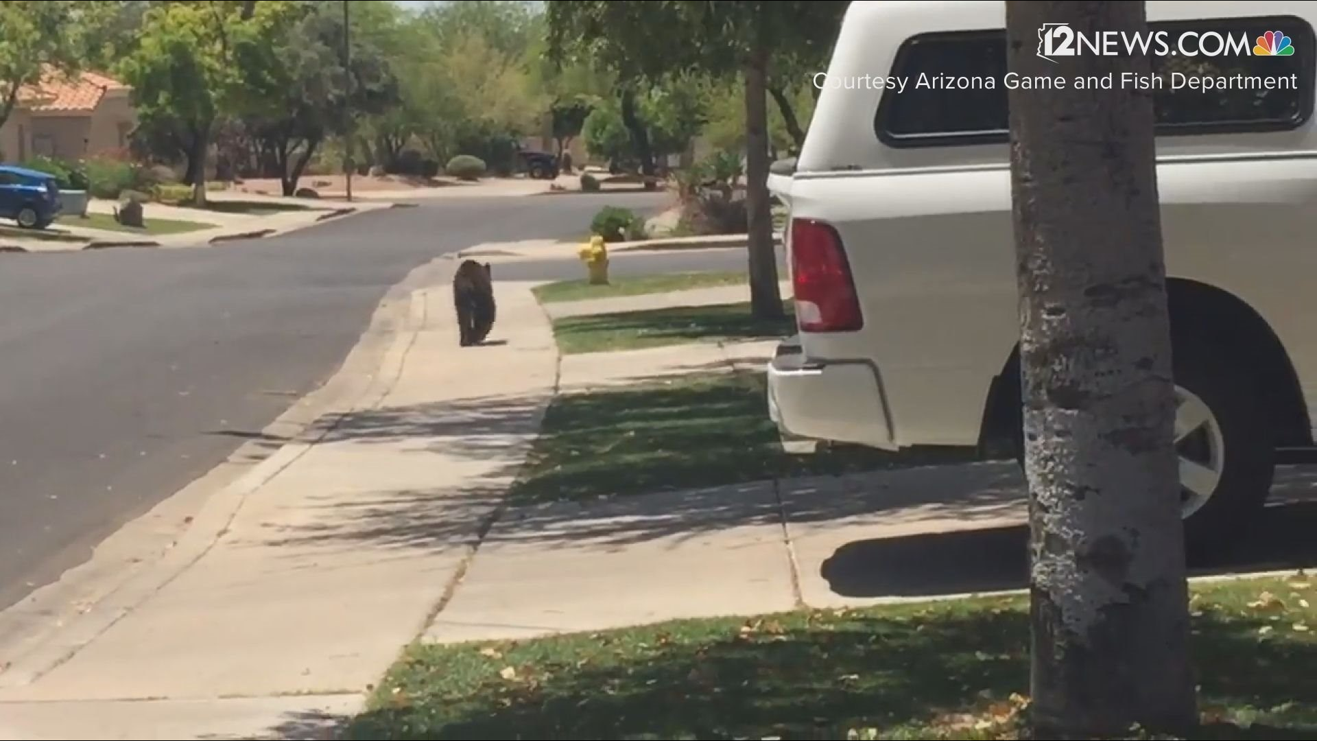 Game and Fish said this was not a public safety issue and the bear was "not a nuisance."