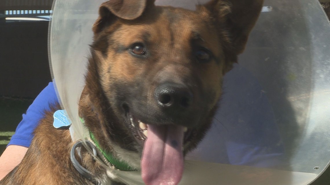 Arizona Animal Welfare League saves puppy hit by car in rural Arizona - Vimarsana News