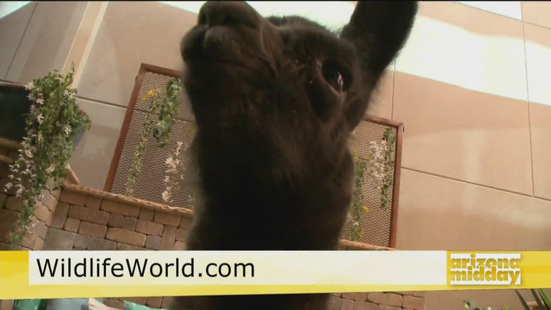 Groove's friend from the Wildlife World Zoo Aquarium, and Safari Park pays us a special visit. Kristy Morcom tells us how we can meet Espresso the Llama at the zoo