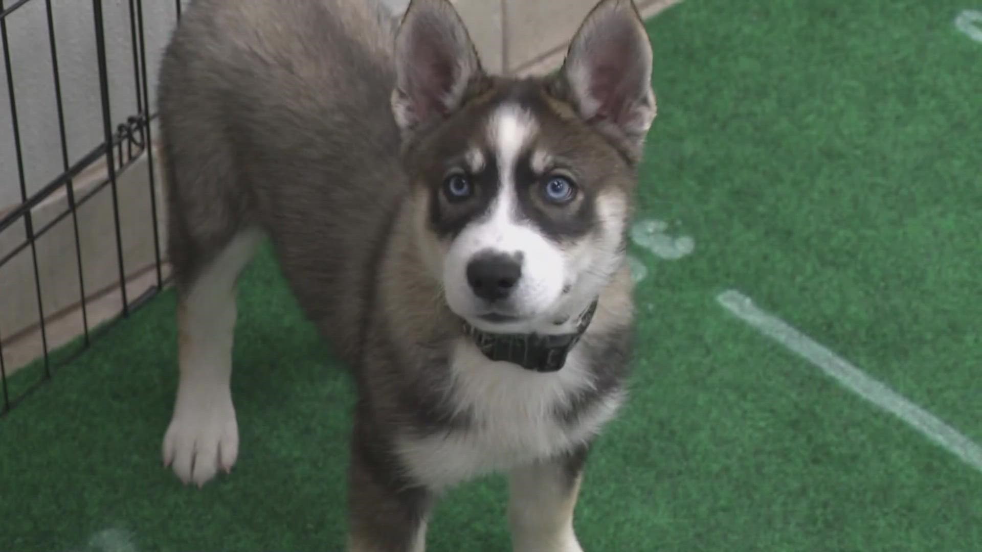 The Arizona Humane Society held a friendly Puppy Bowl practice game Friday to raise awareness for pet adoptions.