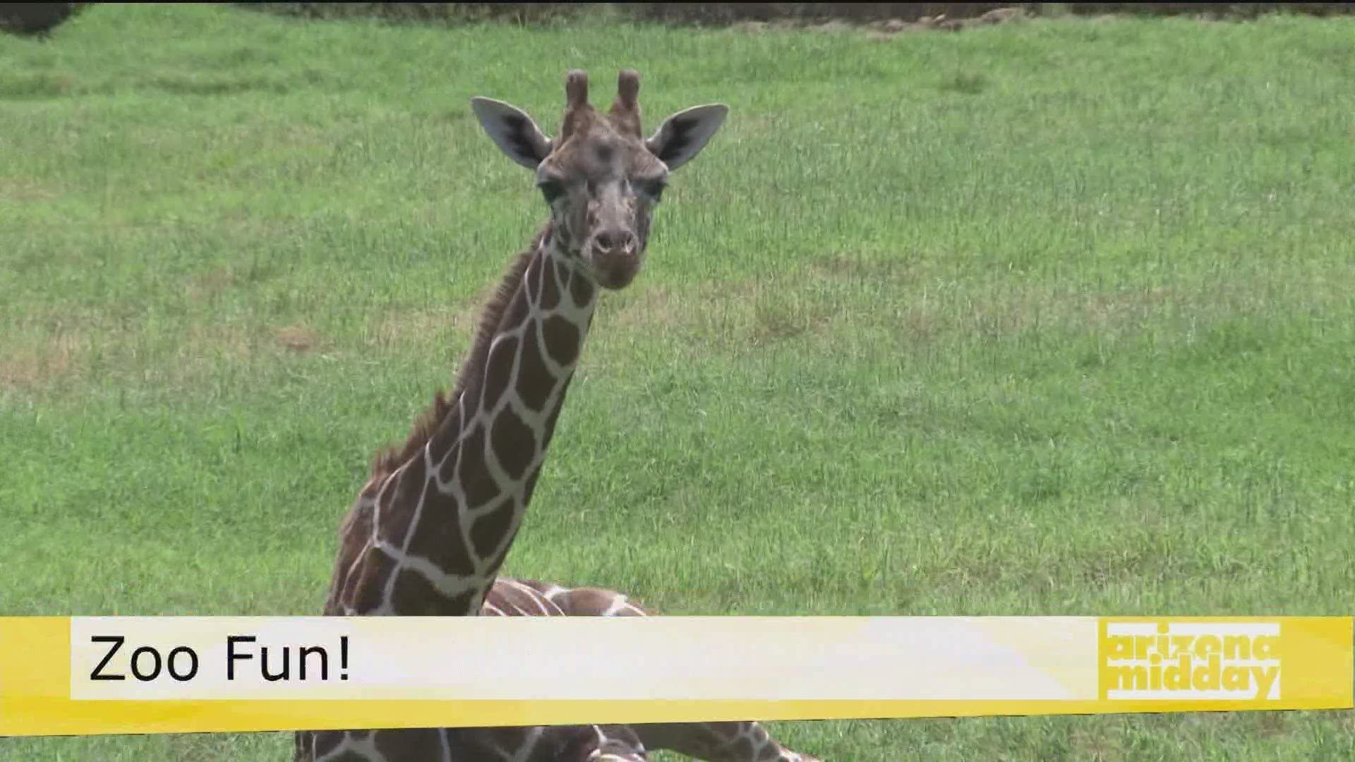 Kristy with the Wildlife World Zoo gives us a peek at the new giraffes at the zoo and give us an update on how you can interact virtually