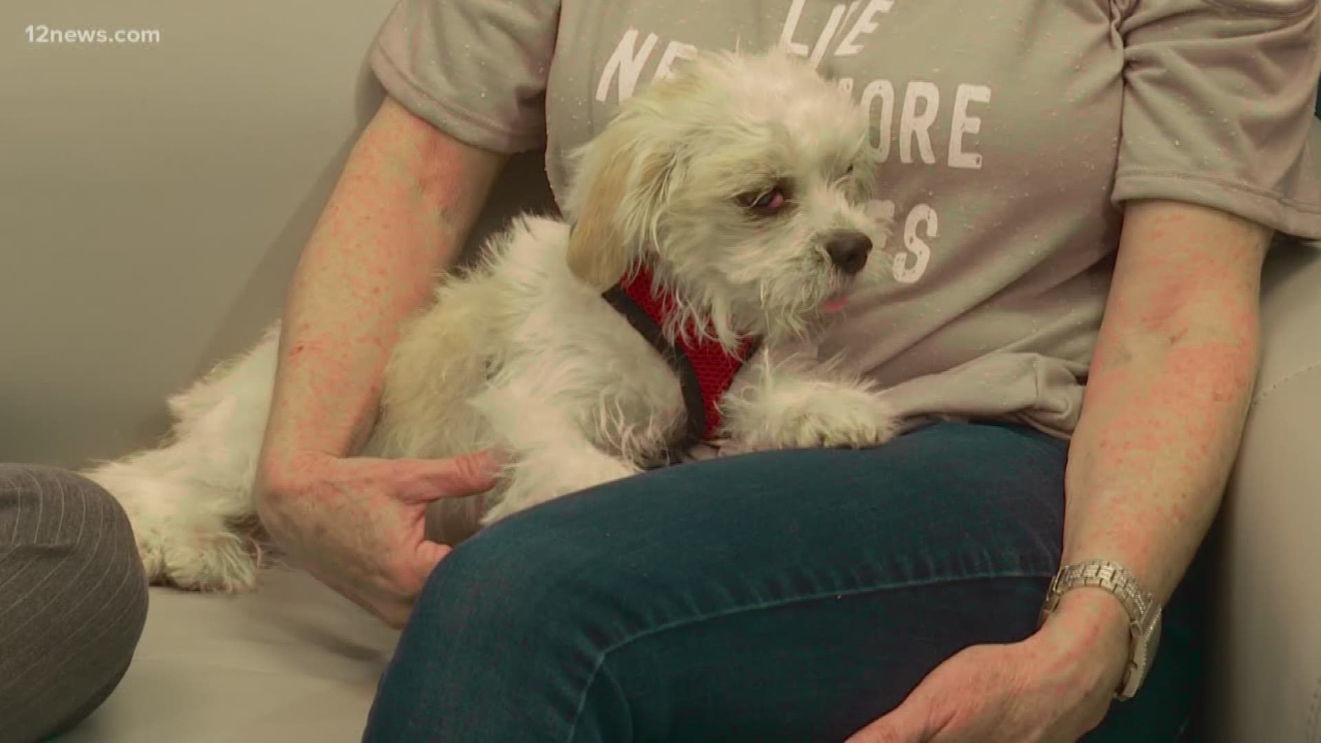 A small dog was found in the trash bin and is in need of surgery to repair an eye condition known as "cherry eye."