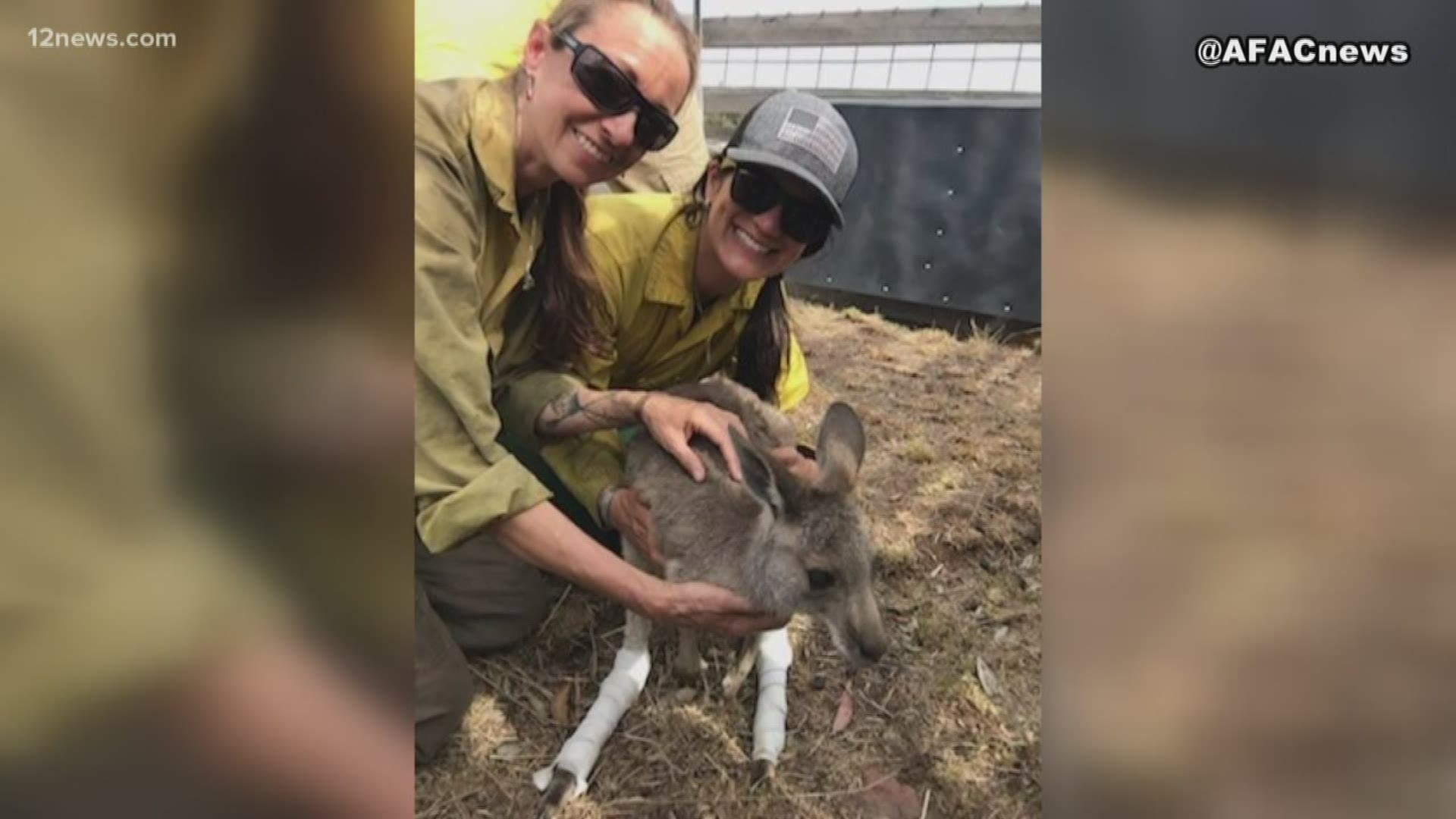 Nine more firefighters are heading to help with the Australia wildfires, two of them are from the Phoenix district. They are also lending a hand to animal rescues.