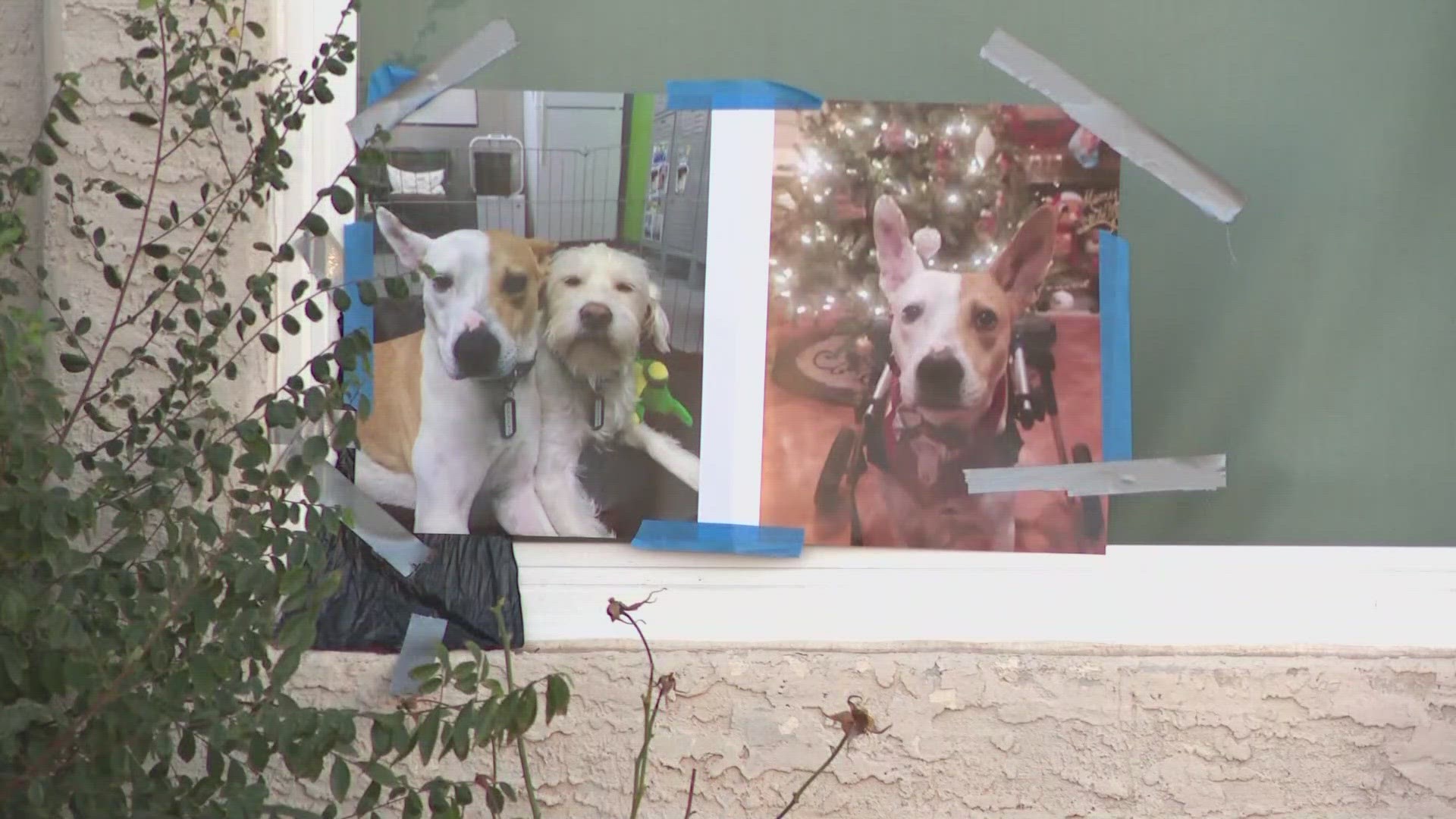 The Arizona Humane Society said the dogs were in the worst condition they've ever seen.