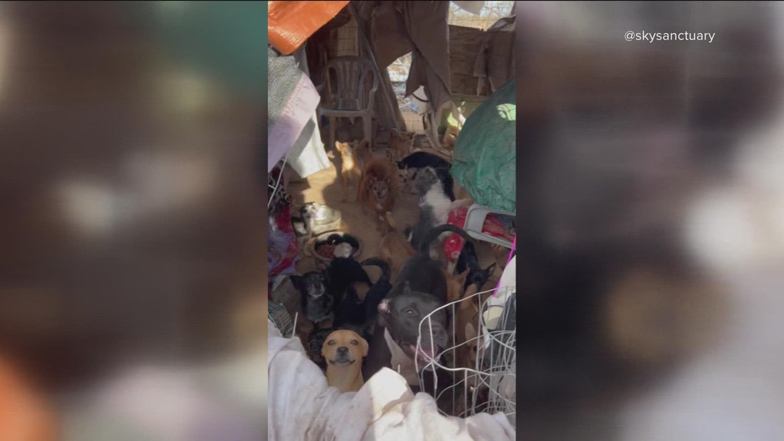 Animals rescued from homeless encampment near Surprise