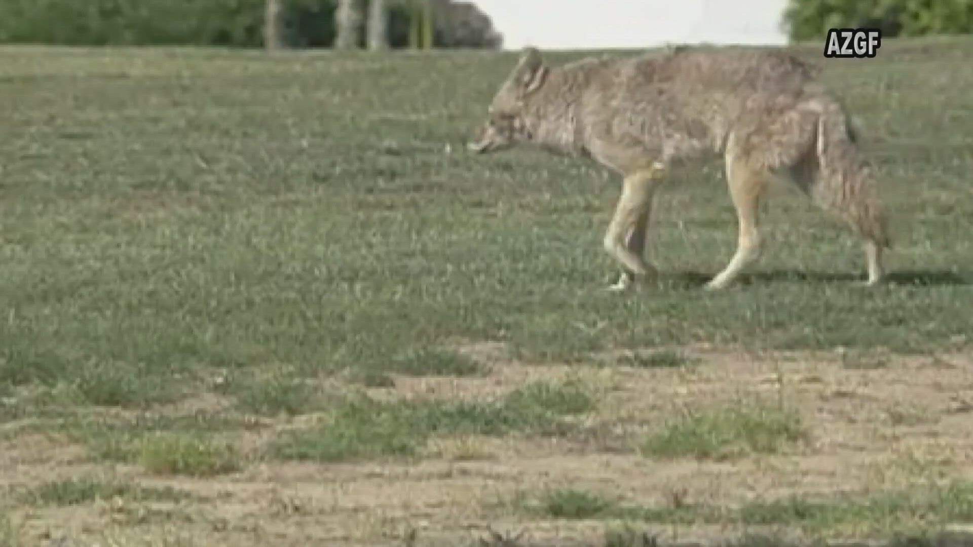 Two recent coyote attacks have left police searching for a coyote on the run.