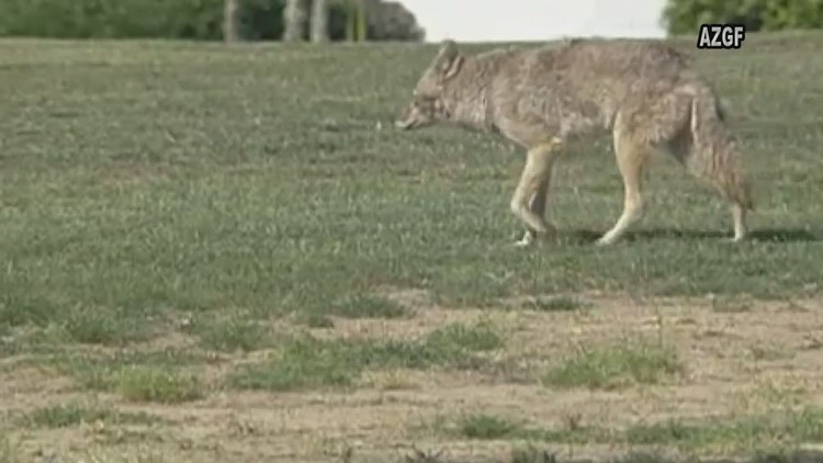 Have you seen this coyote? Scottsdale police hope so