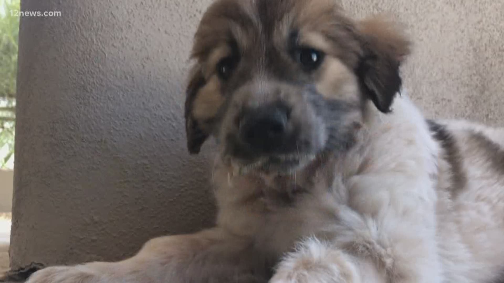 A three-month-old puppy, Latte, is lucky to be alive after an owl swooped in, picked her up, then flew nearly a mile before dropping her on a golf course. Latte is expected to make a full recovery thanks to the team at Foothills Animal Rescue.