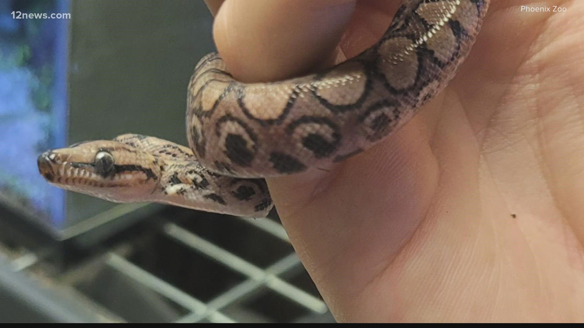 A baby Brazilian Rainbow Boa at the Phoenix Zoo is on record as only the second boa ever to reproduce through a form of asexual reproduction.