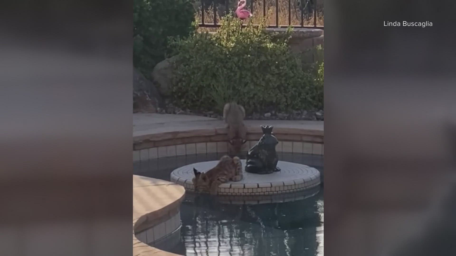 A 12News viewer captured video of a pair of bobcat kittens drinking from a pool in Anthem, Arizona.