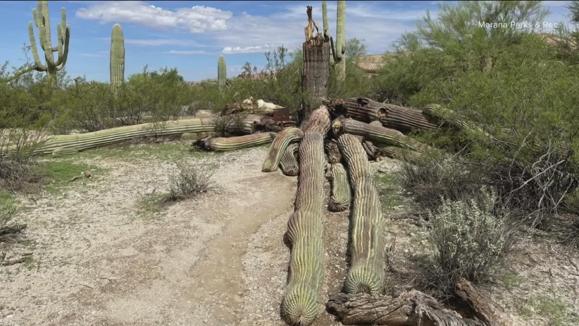 Town officials said age and bacteria contributed to the saguaro’s death.