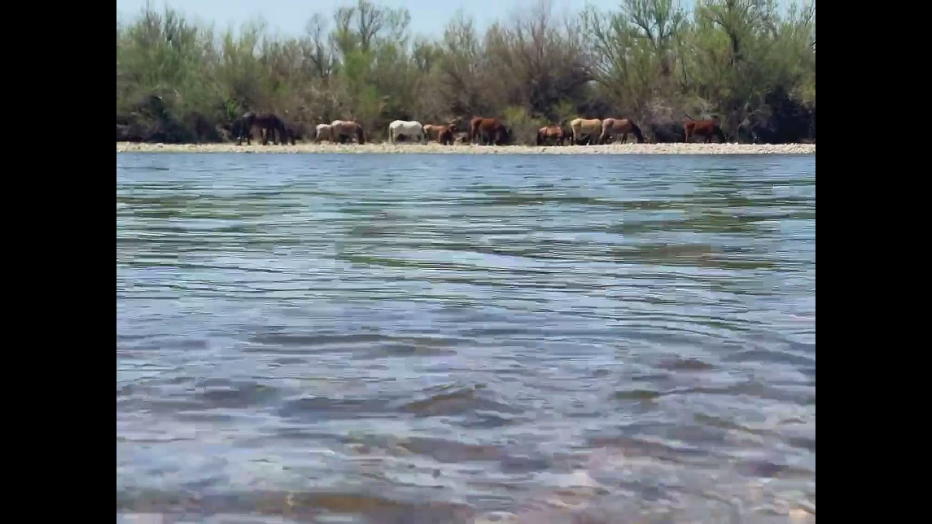 Horses gather at water in Tonto National Forest on March 30
Credit: Chuck Donald