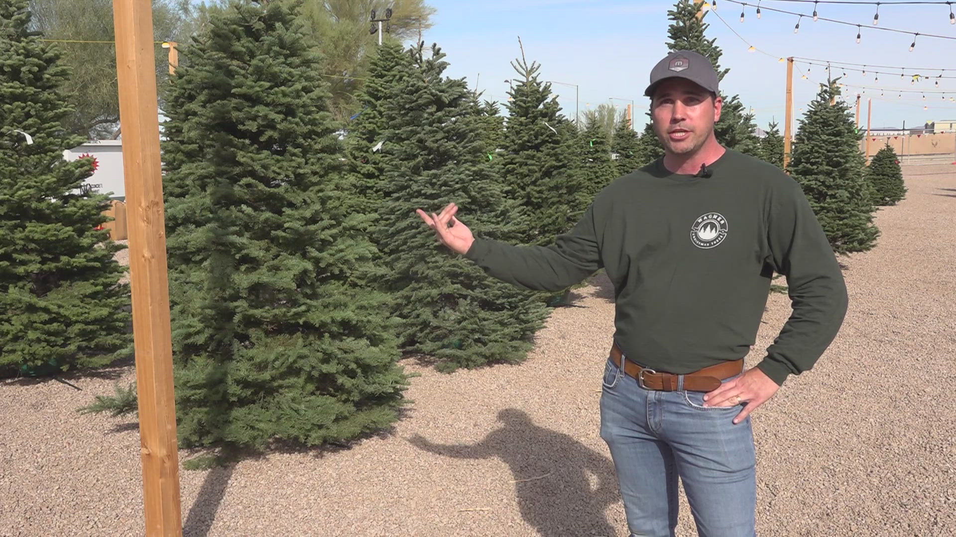 An owner of a local Christmas tree lot explains why we are seeing a shortage of tall and large trees in Arizona this year.