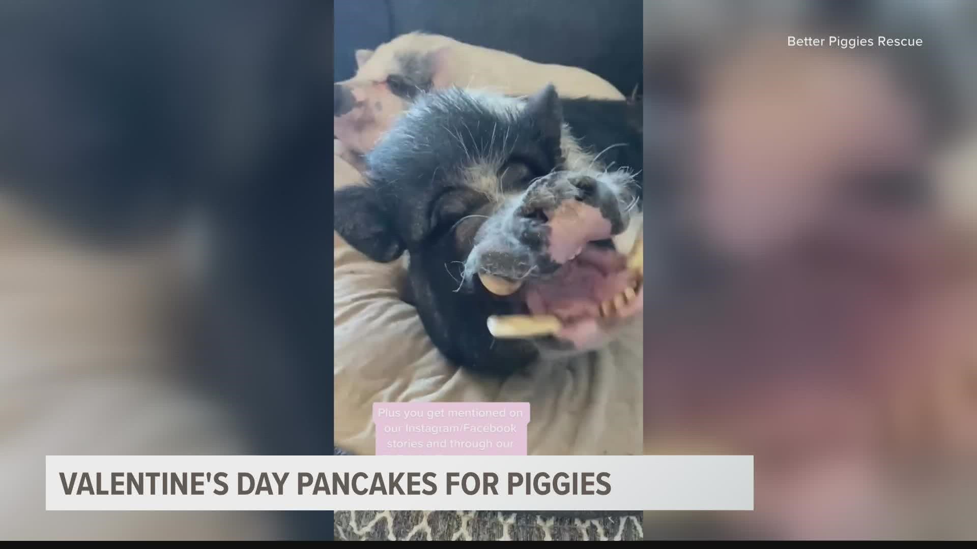Better Piggies Rescue in Cave Creek will celebrate Valentine's Day this year by giving their pigs heart-shaped pancakes for every donation made to the sanctuary.