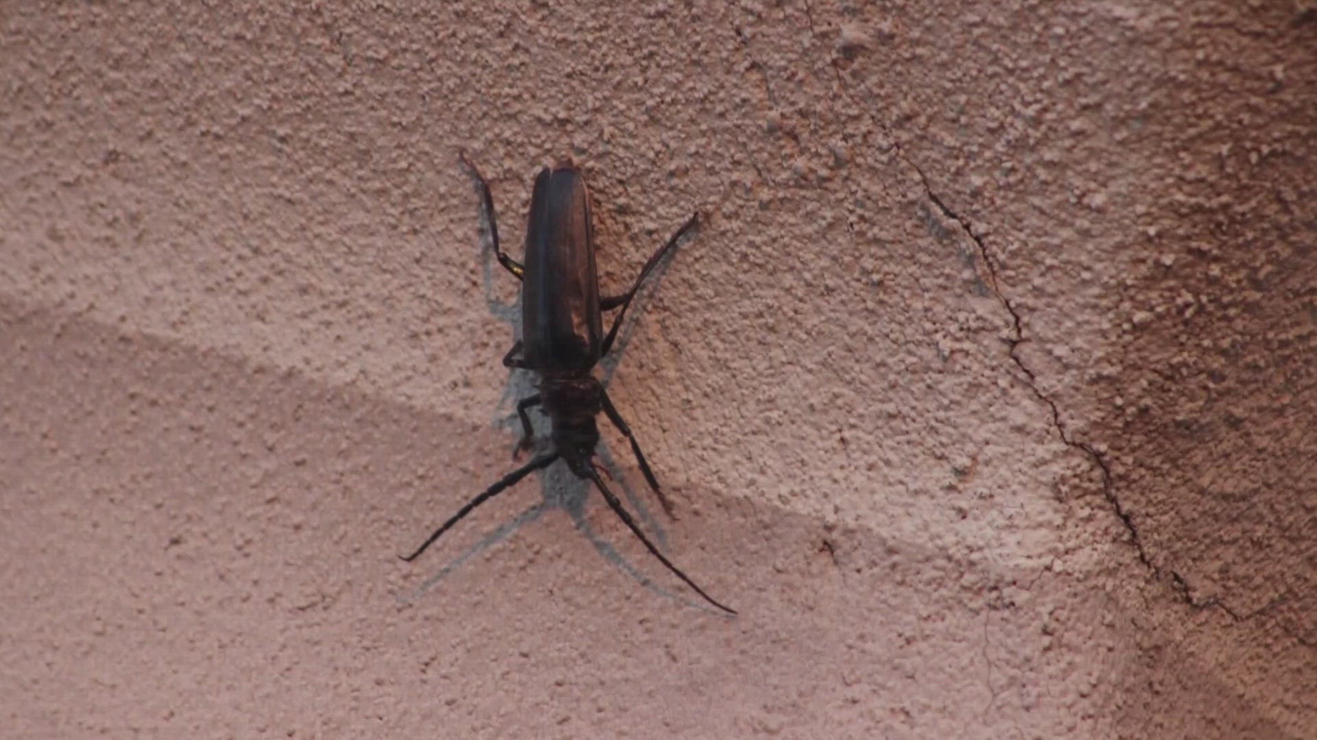 Although they're a little scary at their size, the palo verde beetle poses no threat to humans — other than startling you when they take flight.