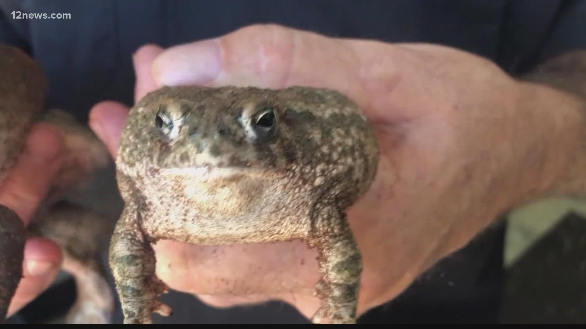 Sonoran Desert toads are also becoming more common after weeks of heavy rain. Dogs, in particular, may become curious and try to eat the toxic toads, doctors warn.