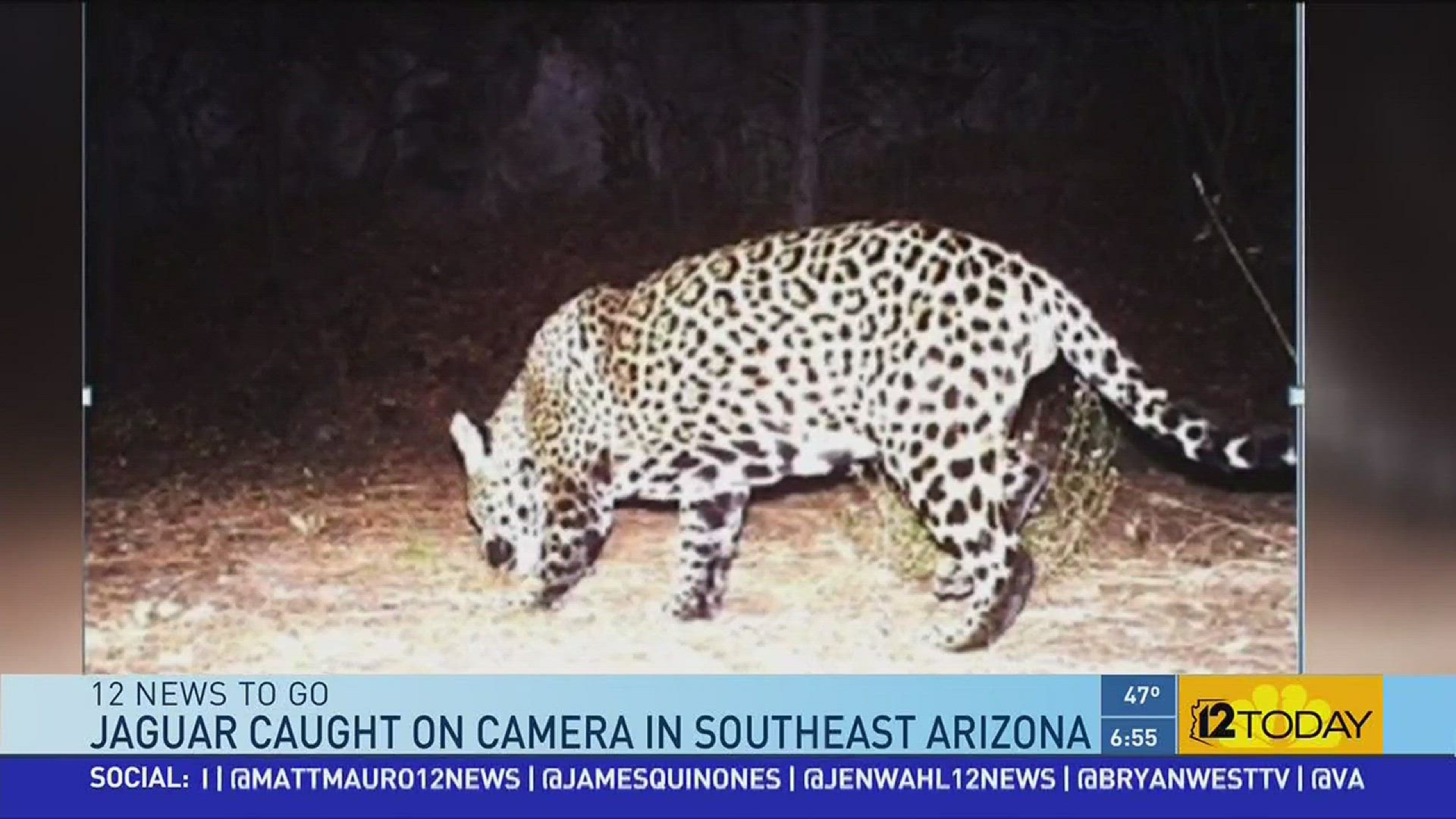 A big cat made a rare appearance in Arizona.