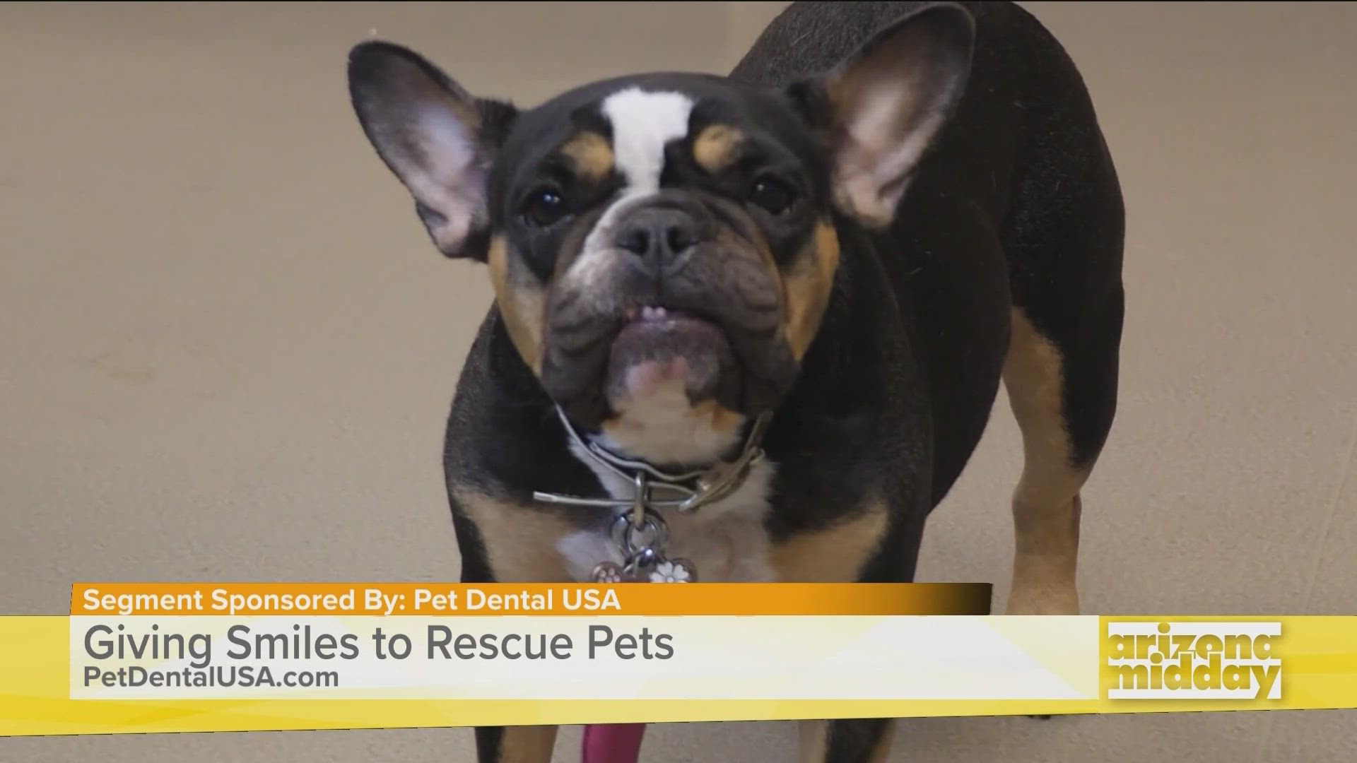 Dr. Jennifer Redmon with Pet Dental USA shares how they help support rescue animals.
