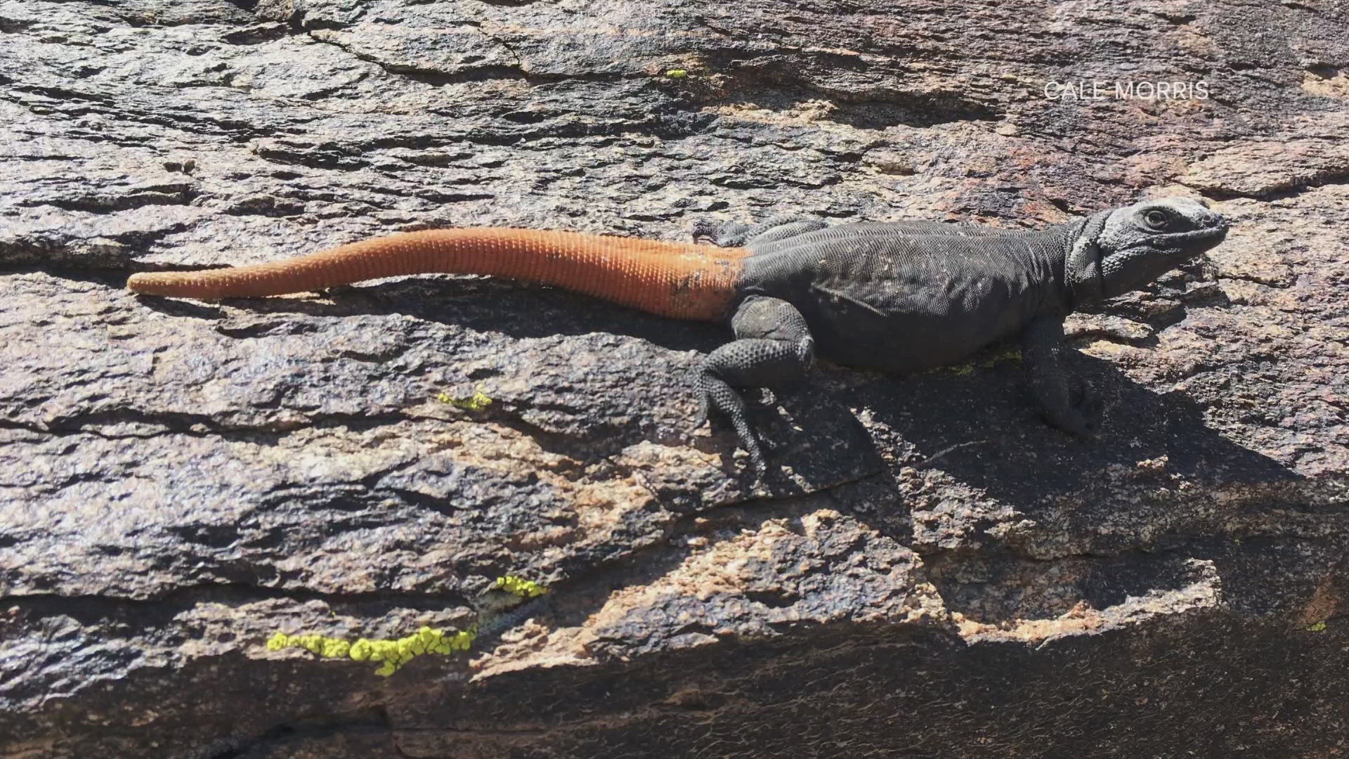 This orange-tailed lizard lives on a mountain in Arizona... and nowhere ...