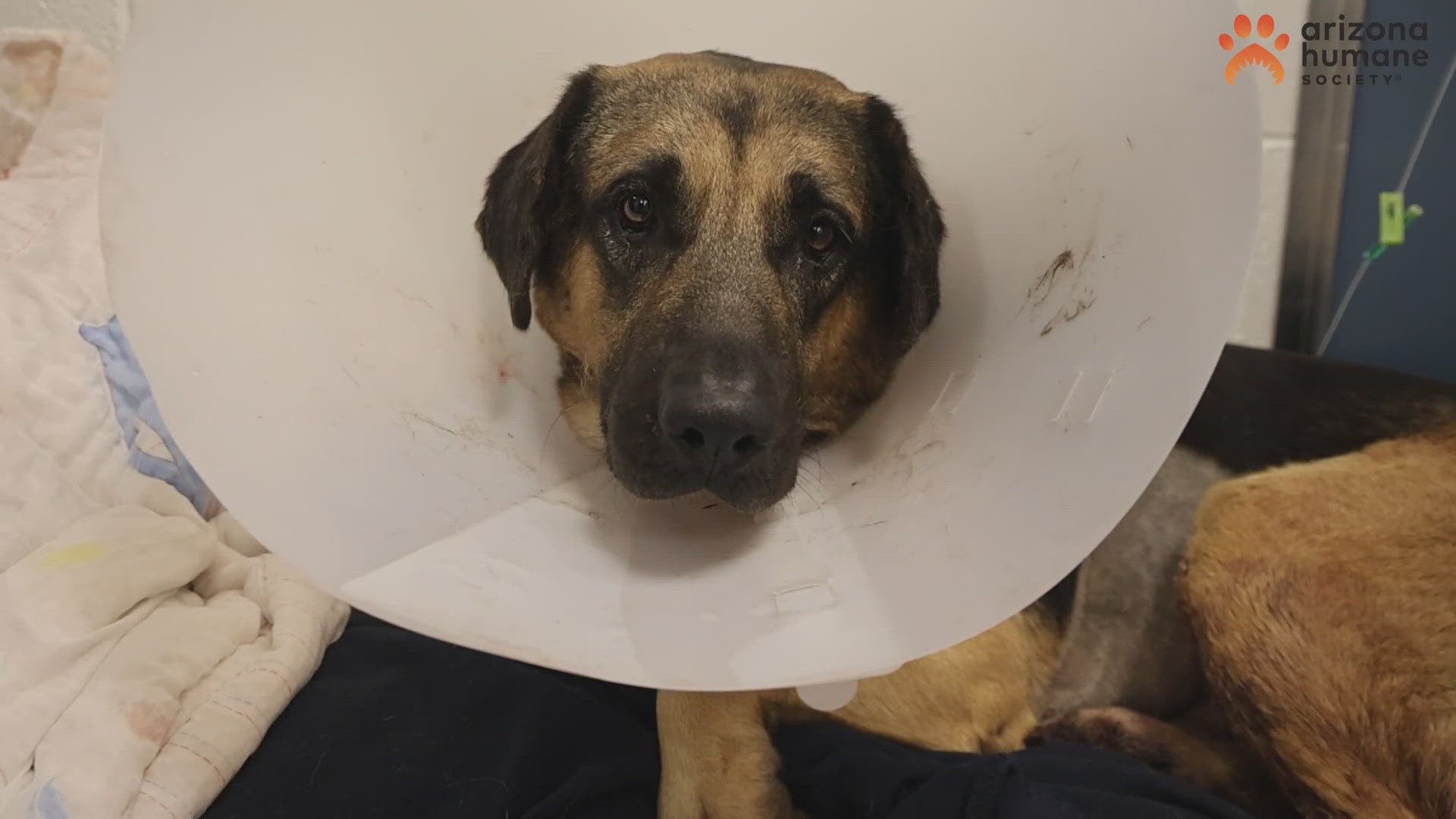 Junum, a 2-year-old Sheperd mix, found his "furever home" after months of intensive care, the Arizona Humane Society says.