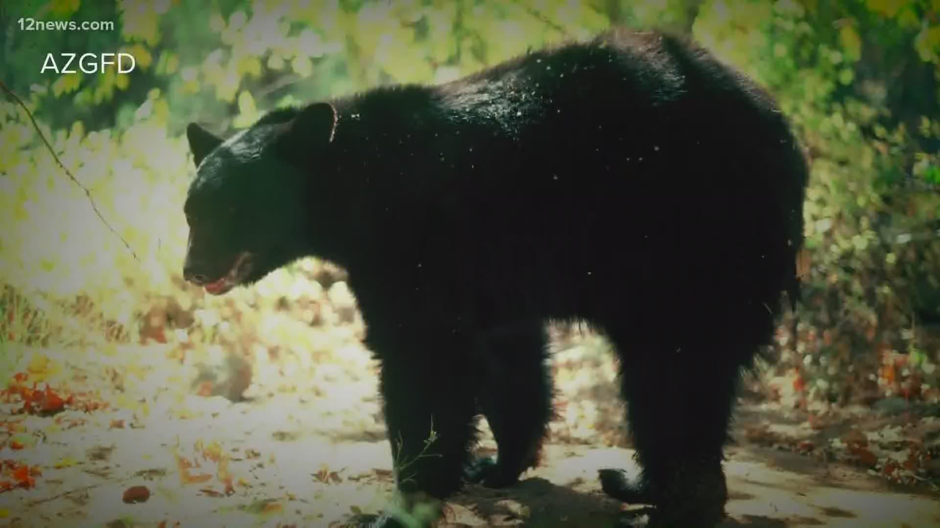 A Valley woman camping in the Forest Lakes area came face-to-face with a bear! She recounts how her escape from the city turned into a terror.