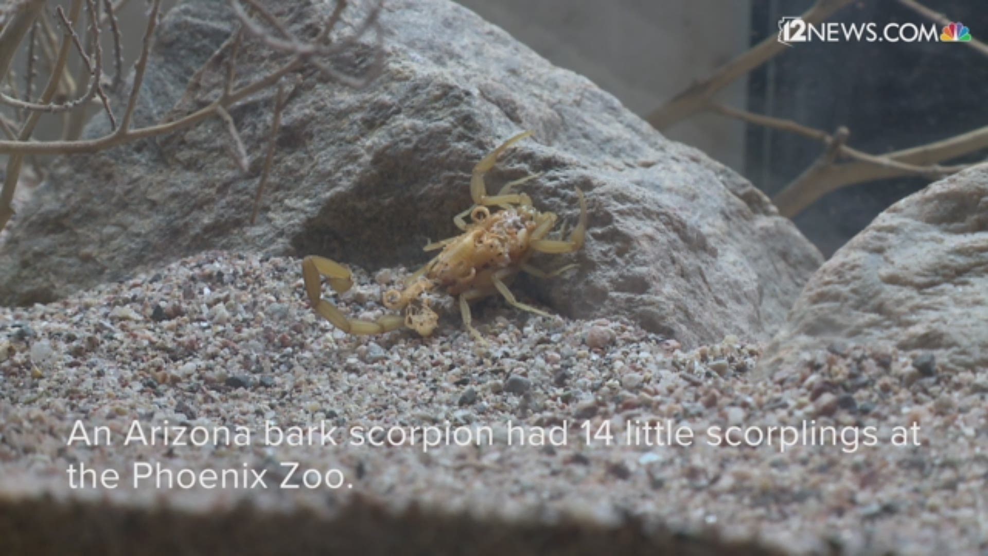 When the Phoenix Zoo shares photos and videos of its baby animals, we usually get treated to cuteness overload. But the zoo recently announced the birth of some not-so-cuddly critters.