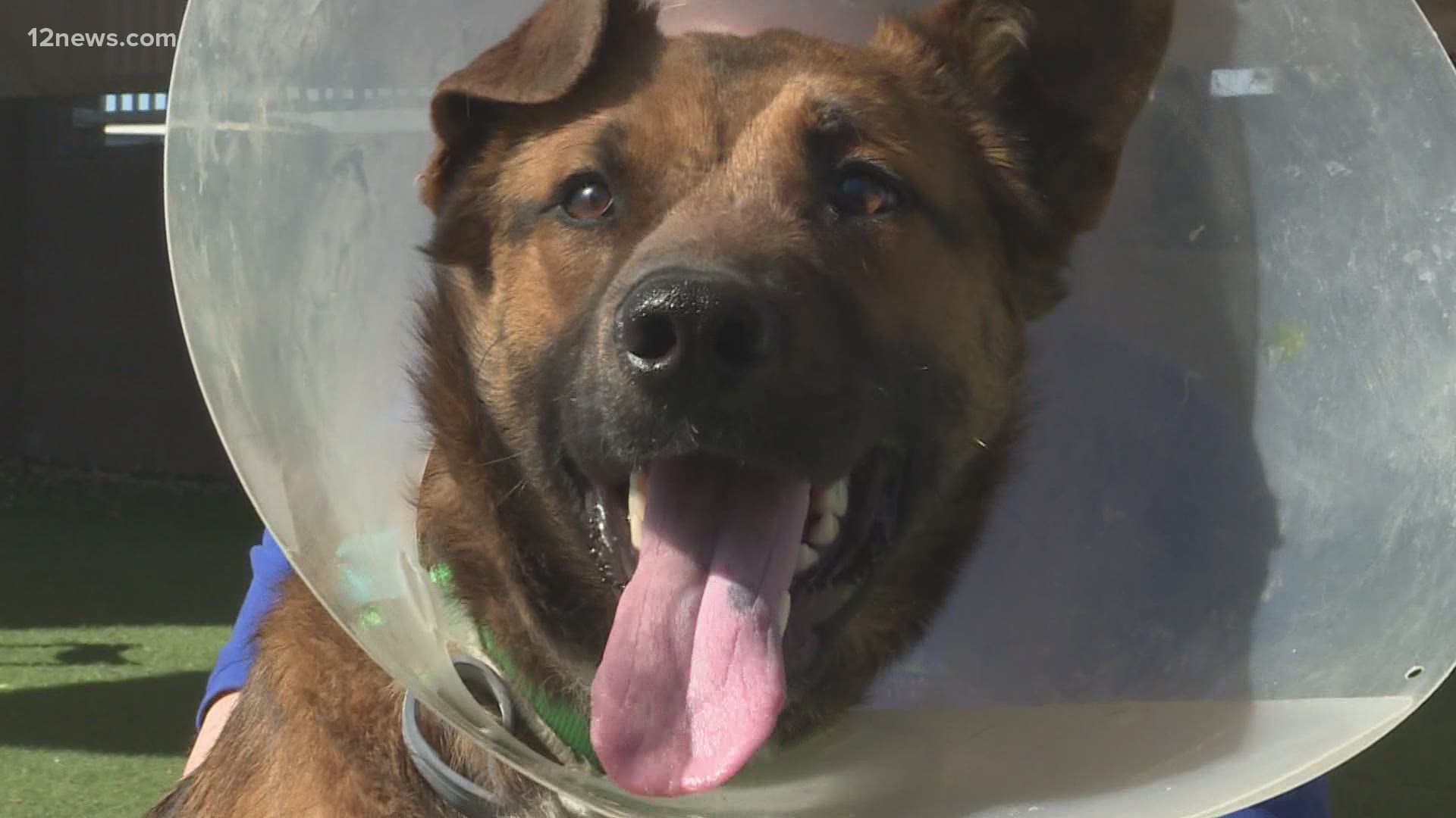 Crash is a one-year-old Shepard mix. He was hit by a car in rural Graham County. Crash is not quite ready for adoption but will be looking for his forever home soon.