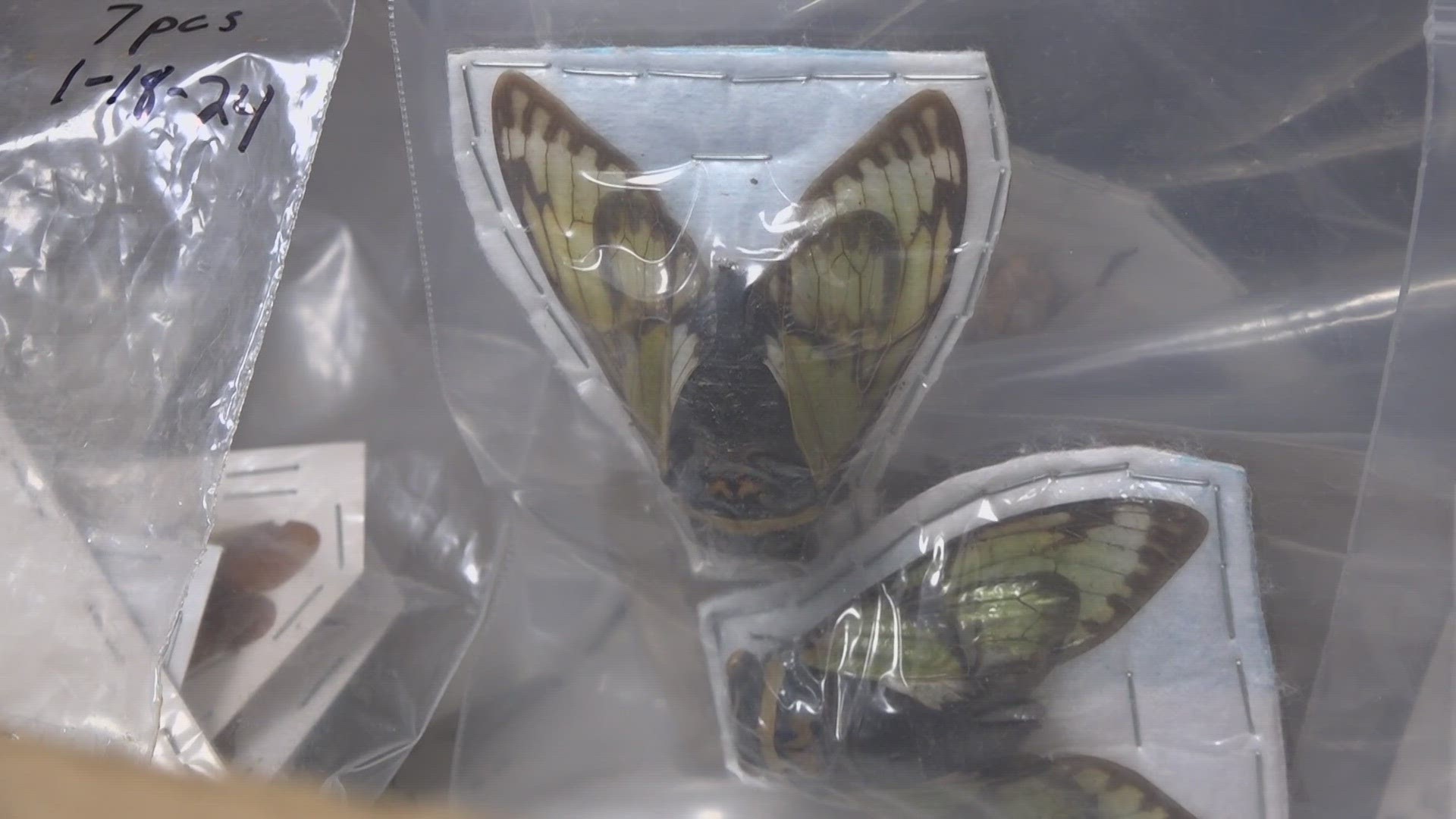 Arizona State University is in possession of thousands of insects smuggled across the border illegally.