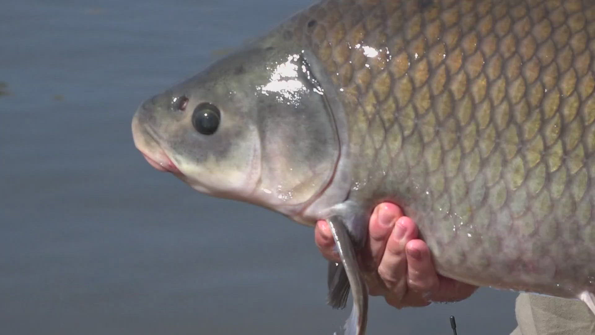 Researchers are studying fish in Apache Lake to better understand how they live to over 100 years old.