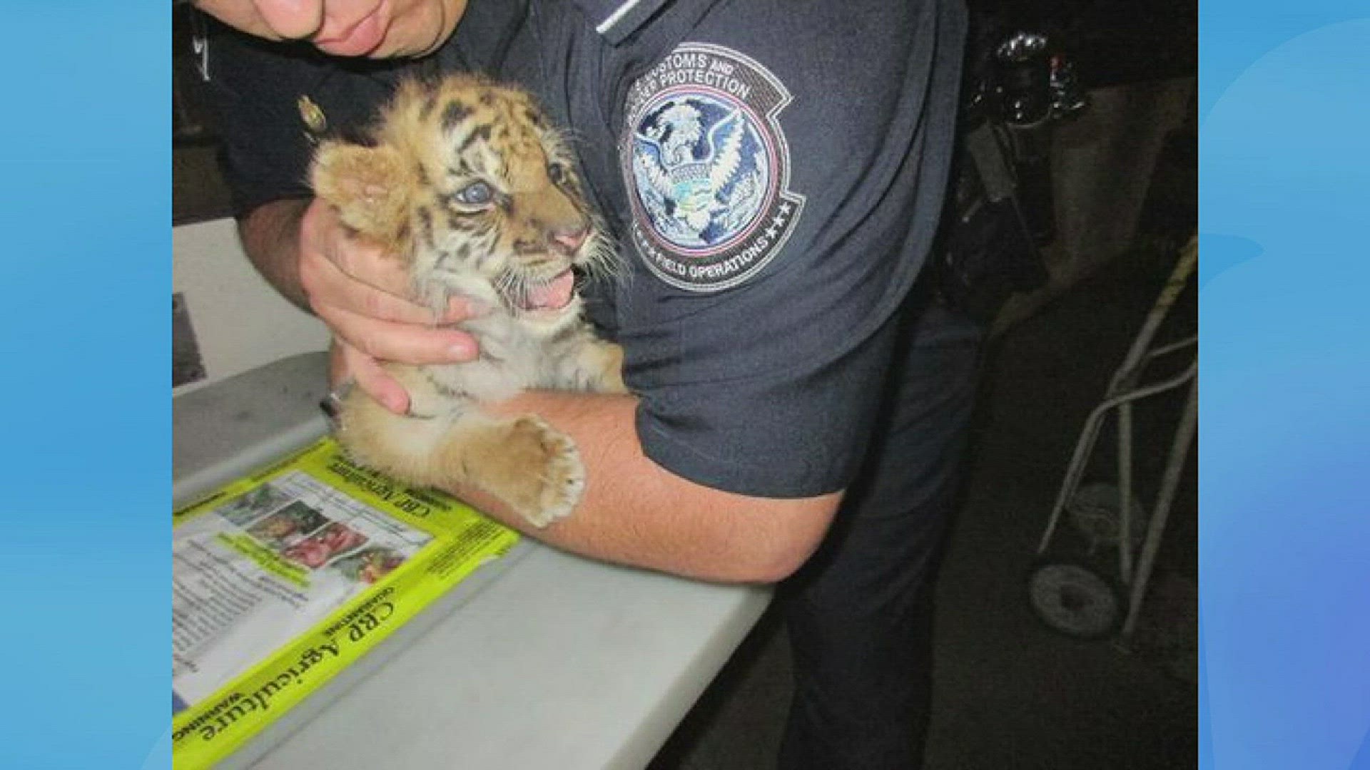 Watch Bengal Tiger