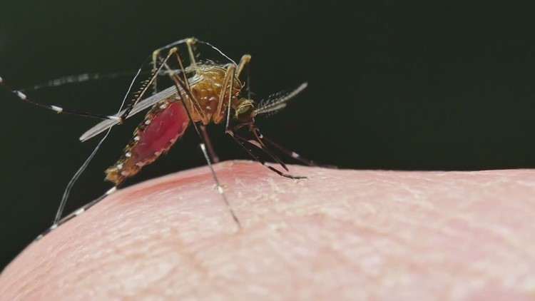La lluvia y el deshielo pudieran llevarnos a una mala temporada de mosquitos