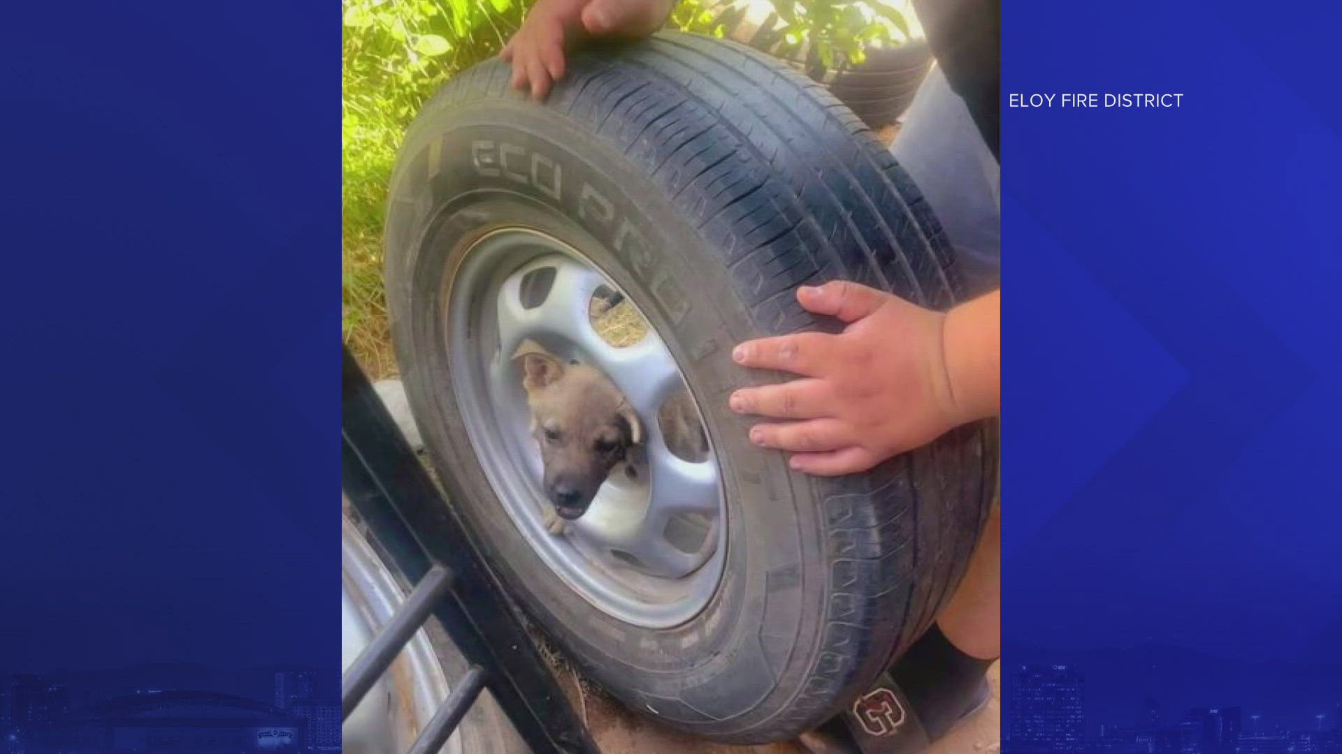 A puppy named Zeus found himself in a perilous position after getting his head stuck in the rim of a tire, but luckily some firefighters were there to help!