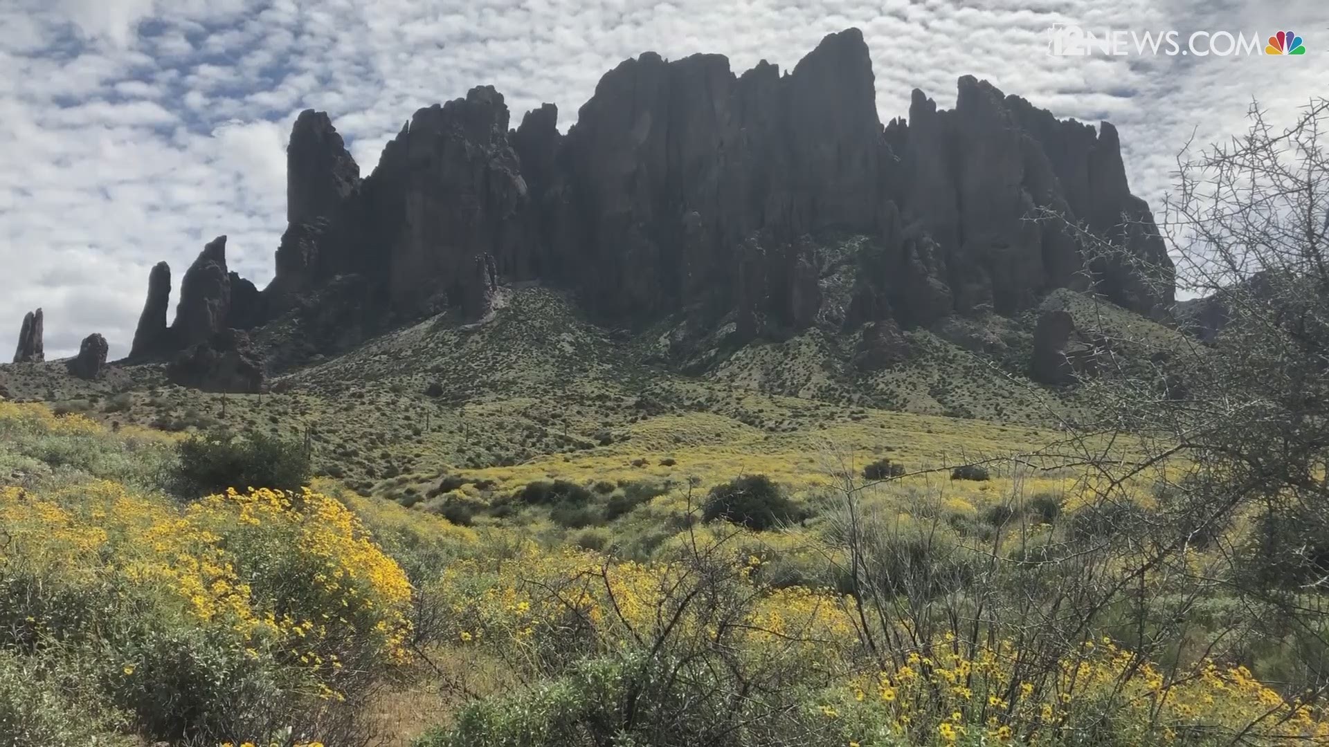Spring has sprun! So, we thought it would be nice to share the beautiful view of the wildflowers that have popped up at Lost Dutchman Park in Apache Junction.