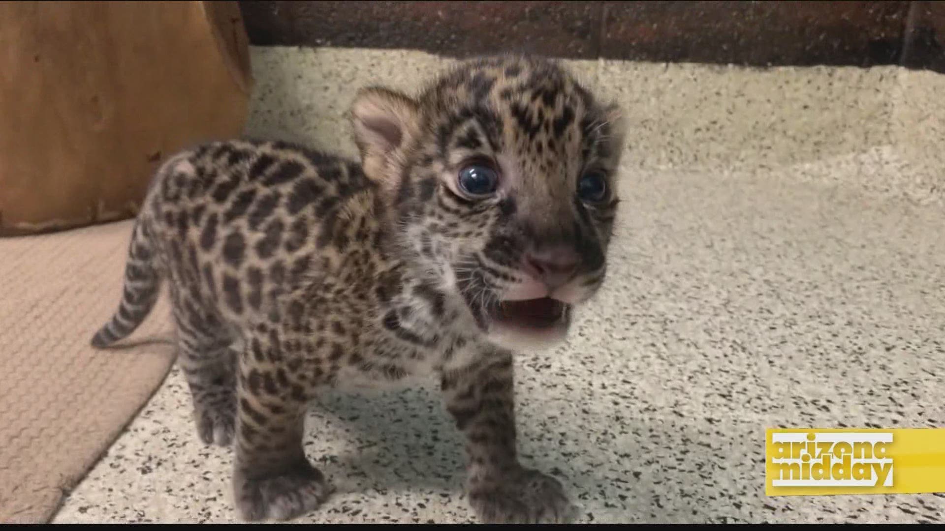 Kristy Morcom introduces us to a feline trio of baby jaguars born at the Wildlife World Zoo & Aquarium.