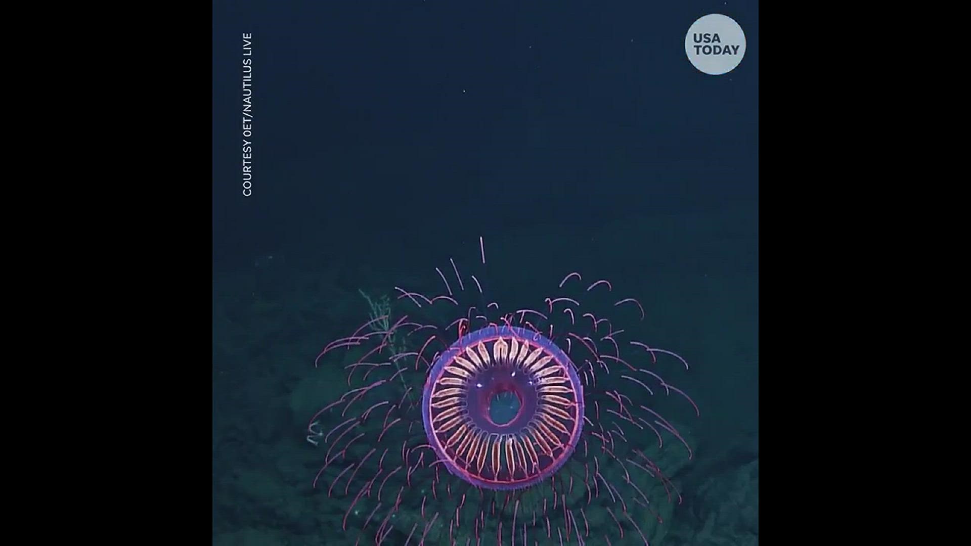 Researchers took a deep dive about 300 miles off Baja California and found a rare species of jellyfish called the 'Halitrephes maasi' jelly. It's tentacles reflect light causing it to look like a firework bursting under the sea.